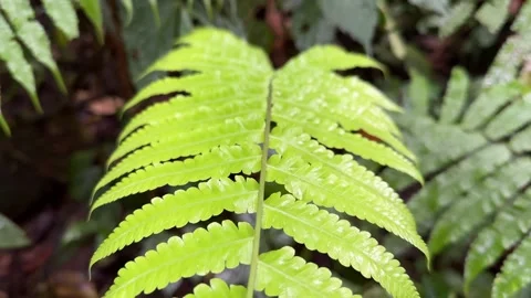 Vibrant Green Fern Leaf Pulling Back, Lush Tropical Jungle, Vertical Close-Up Stock Footage 325646558