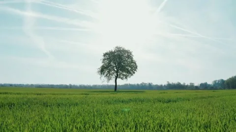 Vibrant Green Field with Lone Tree Under Bright Sky in Summer Stock-Footage 323837339