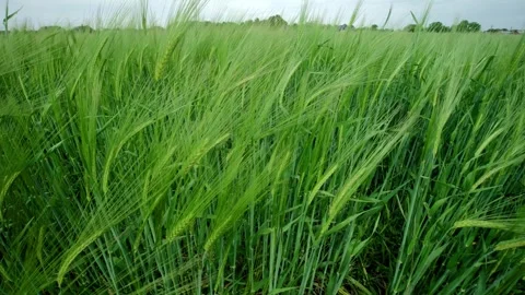A vibrant green field sways gently in the soft breeze, beautifully showcasing Stock Footage 311282425