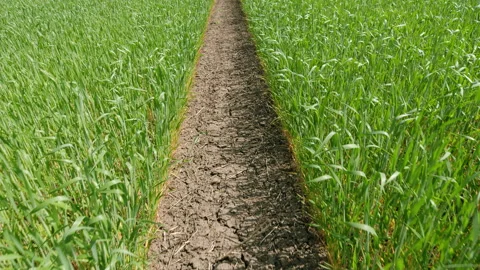 The vibrant green fields are complemented by a cracked earth pathway running thr Vídeo Stock 311003644
