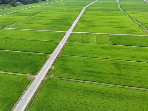 Vibrant green fields stretch endlessly under bright sky Stock Photos