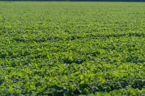 Vibrant green fields stretch endlessly under the sun, showcasing healthy cr.. Stock Photos