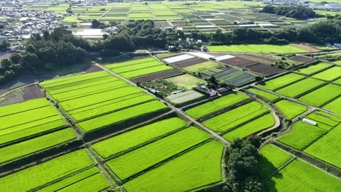Vibrant green fields stretch under clear skies Stock Footage 340899627