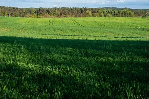 Vibrant green fields under a clear blue sky with lush forest bordering the ho Stock Photos