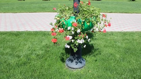 Vibrant Green Fire Hydrant with Red and White Geraniums Outdoors Stock Footage 312075283
