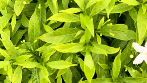 Vibrant green foliage with delicate white flower in lush garden setting cap.. Stock Footage 339425772