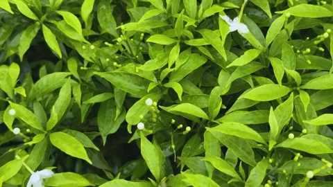 Vibrant green foliage with a single white flower amidst lush leaves in a na.. Stock Footage 340056227