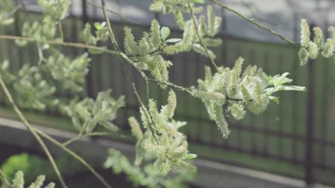 Vibrant green foliage with unique textures shines under spring light, creating Stock Footage 312440658