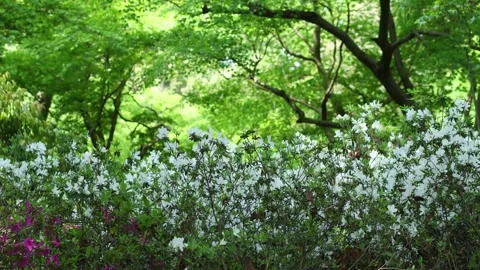 Vibrant Green Forest with Blooming White Flowers in Spring Stock Footage 340006156