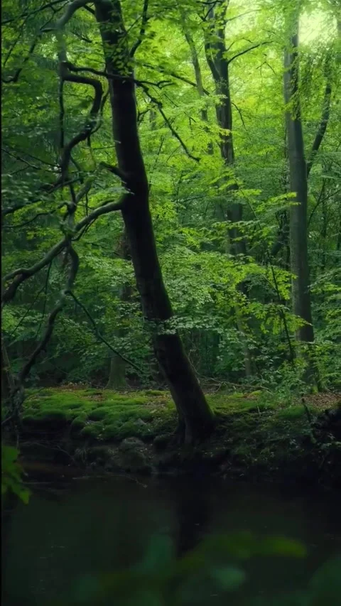 Vibrant Green Forest Canopy With Sunbeams Filtering Through Spring Foliage Stock Footage 337322970