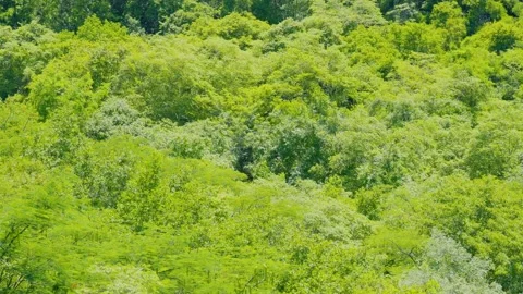 Vibrant green forest landscape of trees in the morning sunlight Stock Footage 320856515