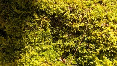 Vibrant Green Forest Moss Texture With Beautiful Deep Natural Shadows Stock Photos