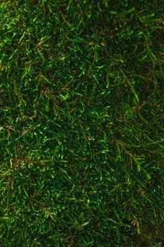 Vibrant green forest moss vertical texture background close up Stock Photos