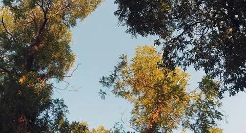 Vibrant Green Forest Under Dramatic Overcast Sky Stock Photos