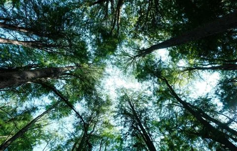 Vibrant Green Forest Under Dramatic Overcast Sky Stock Photos