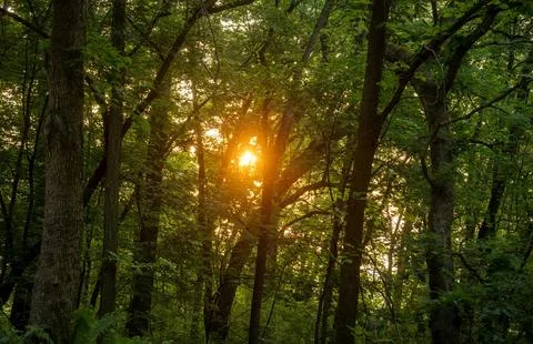 Vibrant Green Forest Under Dramatic Overcast Sky Stock Photos