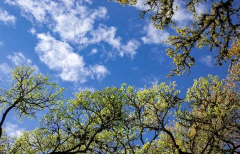 Vibrant Green Forest Under Dramatic Overcast Sky Stock Photos