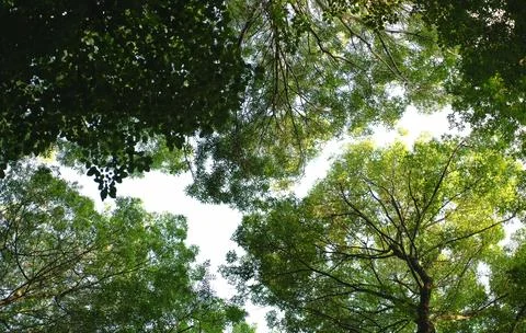 Vibrant Green Forest Under Dramatic Overcast Sky Stock Photos