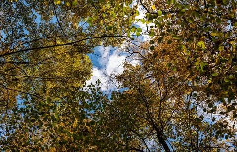 Vibrant Green Forest Under Dramatic Overcast Sky Stock Photos