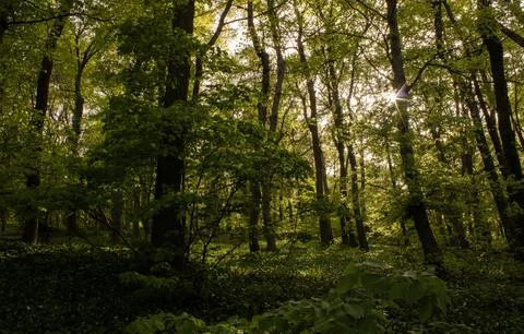 Vibrant Green Forest Under Dramatic Overcast Sky Stock Photos