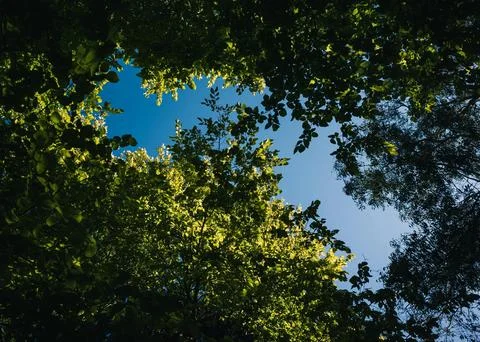 Vibrant Green Forest Under Dramatic Overcast Sky Stock Photos