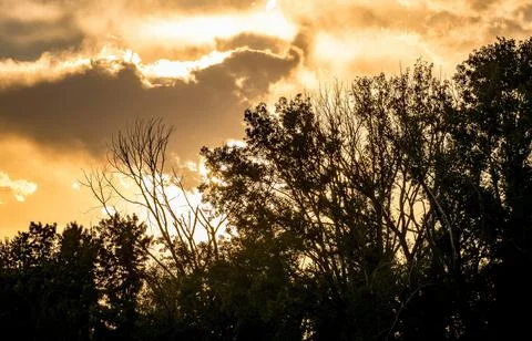 Vibrant Green Forest Under Dramatic Overcast Sky Stock Photos