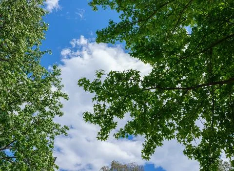 Vibrant Green Forest Under Dramatic Overcast Sky Stock Photos