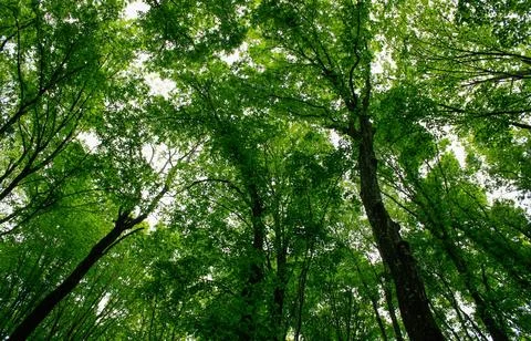 Vibrant Green Forest Under Dramatic Overcast Sky Stock Photos