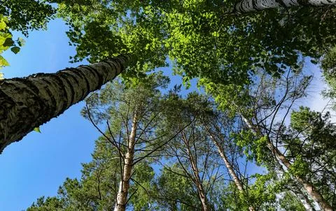 Vibrant Green Forest Under Dramatic Overcast Sky Stock Photos