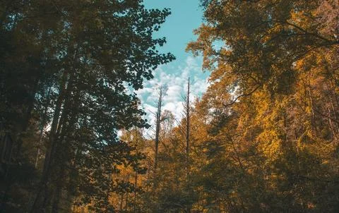 Vibrant Green Forest Under Dramatic Overcast Sky Stock Photos