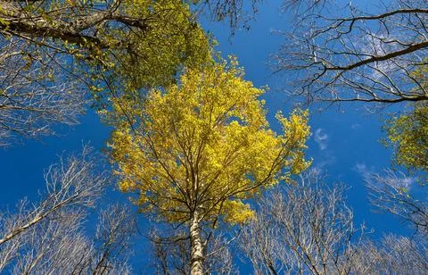 Vibrant Green Forest Under Dramatic Overcast Sky Stock Photos