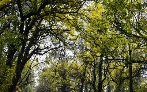 Vibrant Green Forest Under Dramatic Overcast Sky Stock Photos