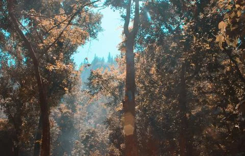 Vibrant Green Forest Under Dramatic Overcast Sky Stock Photos