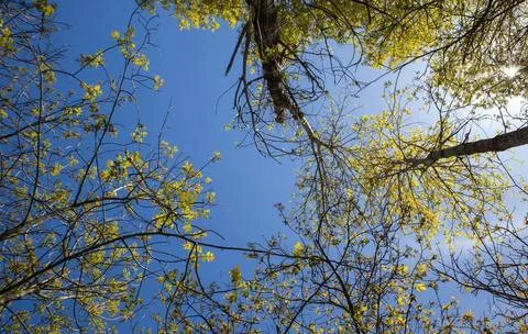 Vibrant Green Forest Under Dramatic Overcast Sky Stock Photos