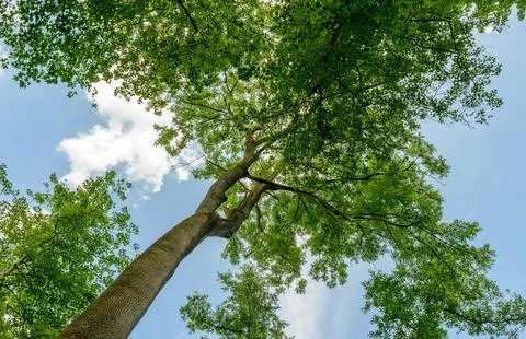 Vibrant Green Forest Under Dramatic Overcast Sky Stock Photos