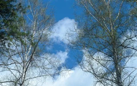 Vibrant Green Forest Under Dramatic Overcast Sky Stock Photos
