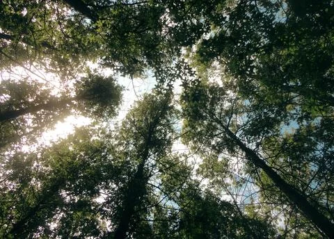 Vibrant Green Forest Under Dramatic Overcast Sky Stock Photos