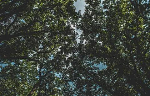 Vibrant Green Forest Under Dramatic Overcast Sky Stock Photos