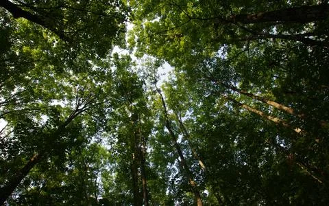 Vibrant Green Forest Under Dramatic Overcast Sky Stock Photos