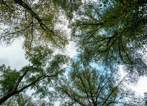 Vibrant Green Forest Under Dramatic Overcast Sky Stock Photos