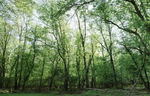Vibrant Green Forest Under Dramatic Overcast Sky Stock Photos