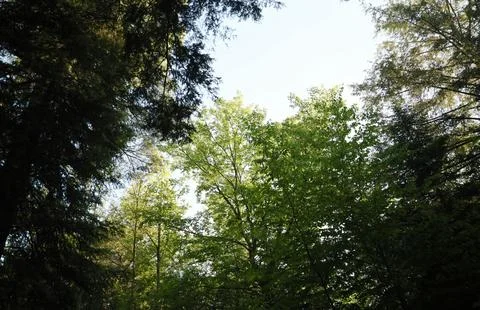Vibrant Green Forest Under Dramatic Overcast Sky Stock Photos