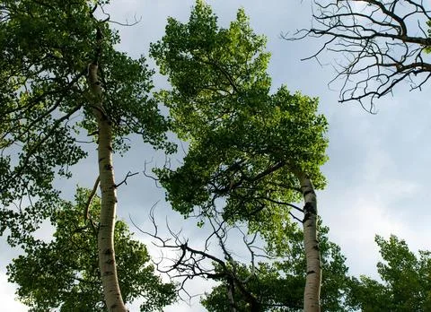 Vibrant Green Forest Under Dramatic Overcast Sky Stock Photos