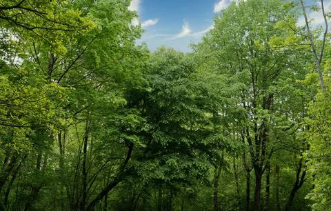 Vibrant Green Forest Under Dramatic Overcast Sky Stock Photos