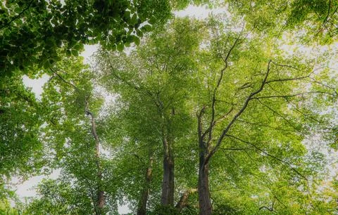 Vibrant Green Forest Under Dramatic Overcast Sky Stock Photos