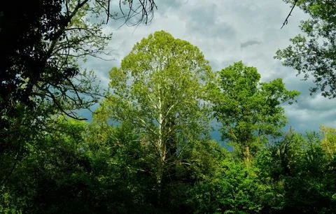 Vibrant Green Forest Under Dramatic Overcast Sky Stock Photos
