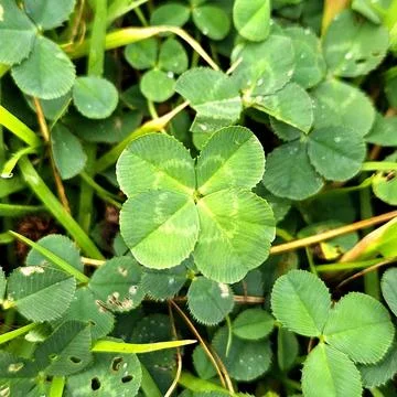 A vibrant green four-leaf clover, symbolizing luck and rare beauty. Perfect.. Stock Photos