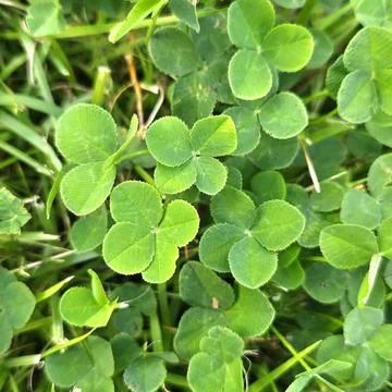 A vibrant green four-leaf clover, symbolizing luck and rare beauty. Perfect.. Stock Photos