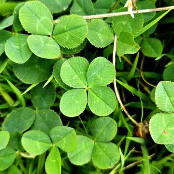 A vibrant green four-leaf clover, symbolizing luck and rare beauty. Perfect.. Stock Photos