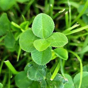 A vibrant green four-leaf clover, symbolizing luck and rare beauty. Perfect.. Stock Photos